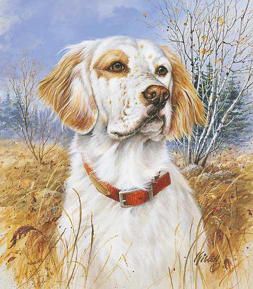 Оригинал - Схема вышивки «Английский сеттер» - Автор «poltanya ...